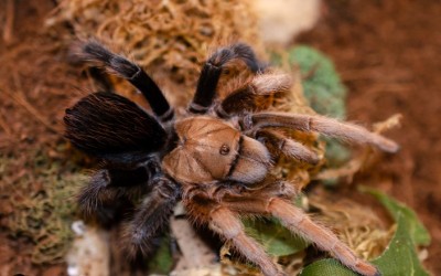 Aphonopelma Sp Diamond Back Tarantula